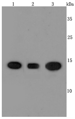 a01308 1 ppia primary antiboties wb testing 1