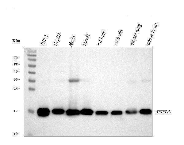  Western blot analysis of Cyclophilin A using anti-Cyclophilin A antibody (A01308)