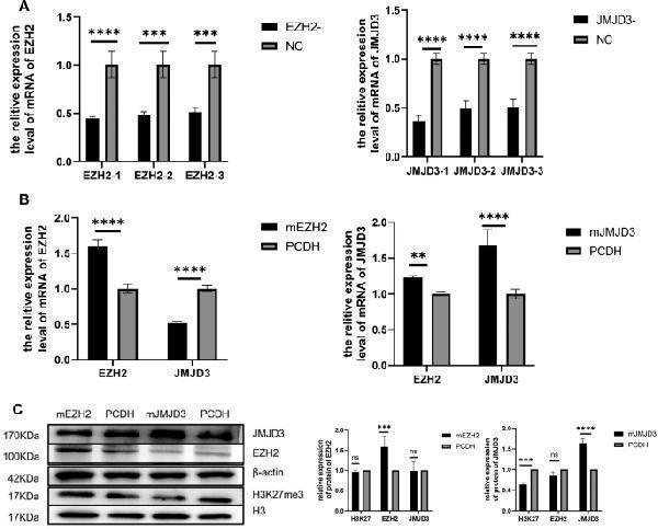 a01309 1 12864_2024_10120_fig1_html