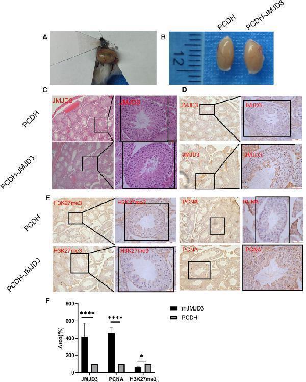 a01309 1 12864_2024_10120_fig6_html