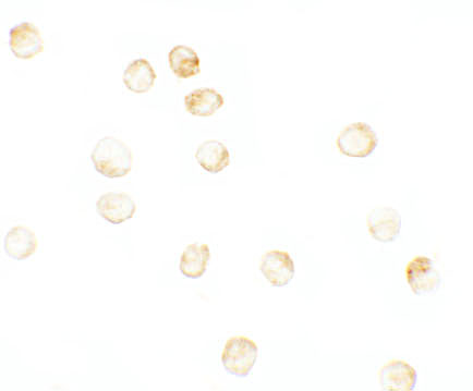 a01309 kdm6b primary antibodies icc testing 7