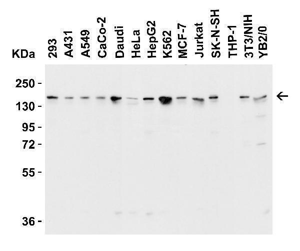Western Blot Validation in Human, Mouse and Rat Cell Lines
Loading: 15 μg of lysates per lane