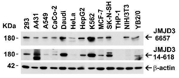 Independent Antibody Validation (IAV) via Protein Expression Profile in Cell Lines 
Loading: 15 μg of lysates per lane