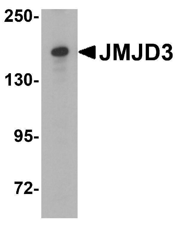 Western Blot Validation in HeLa Cell Lysate
Loading: 15 μg of lysates per lane