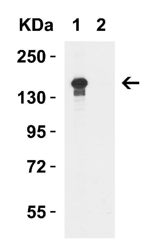 a01309 kdm6b primary antibodies wb testing 4