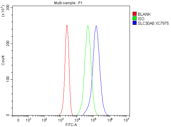 Flow Cytometry analysis of Jurkat cells using anti-ZNT8/SLC30A antibody (A01310-1)