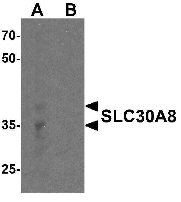 a01310 slc30a8 primary antibodies wb testing 1
