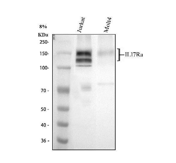 a01311 2 il17ra primary antibodies wb testing 1