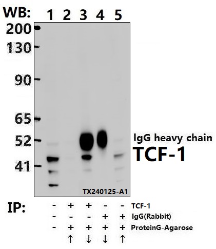 a01315 1 tcf7 primary antiboties ip testing 4