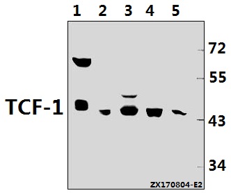 a01315 1 tcf7 primary antiboties wb testing 1