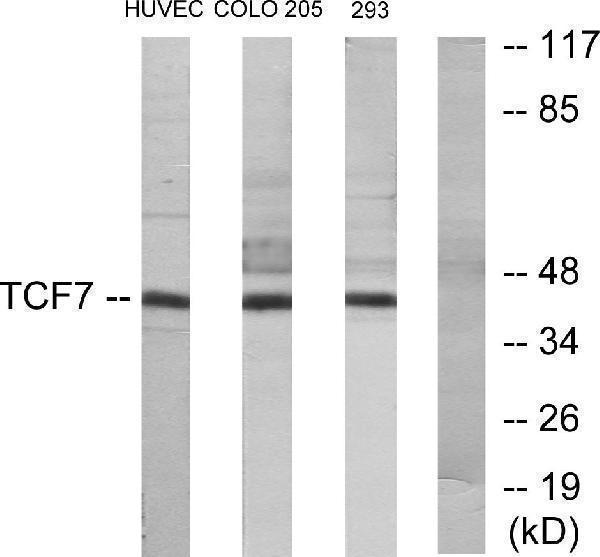 a01315 tcf7 primary antibodies wb testing 2
