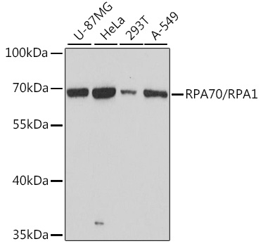 Western blot analysis of extracts of various cell lines, using RPA70/RPA70/RPA1 antibody  at 1:3000 dilution