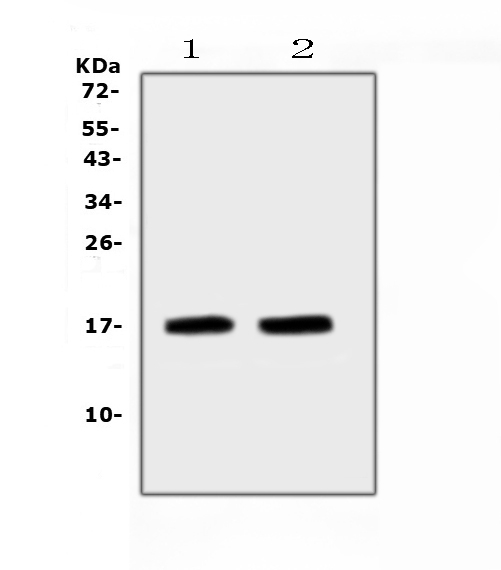 a01318 anp primary antibodies wb testing 1