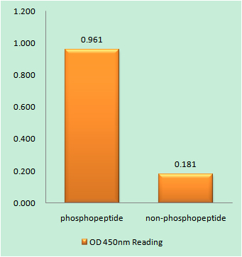 Enzyme-Linked Immunosorbent Assay (Phospho-ELISA) for Immunogen Phosphopeptide (Phospho-left) and Non-Phosphopeptide (Phospho-right), using WEE1 (Phospho-Ser53) Antibody