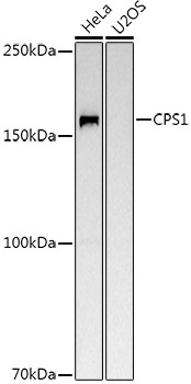 Western blot analysis of extracts of various cell lines, using CPS1 Rabbit pAb antibody  at 1:500 dilution