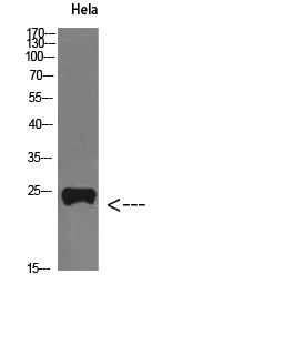 Western Blot (WB) analysis of HeLa cells using PTH-rP Polyclonal antibody diluted at 1:800
