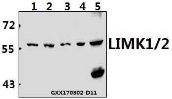 a01323 limk1 primary antiboties wb testing 1