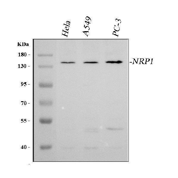  Western blot analysis of Neuropilin 1/NRP1 using anti-Neuropilin 1/NRP1 antibody (A01324-1)