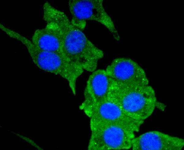 ICC staining Neuropilin-1 in SHG-44 cells (green)