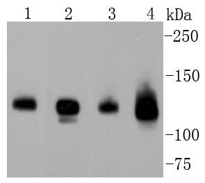 Western blot analysis of Neuropilin-1 on different lysates using anti-Neuropilin-1 antibody at 1/1,000 dilution