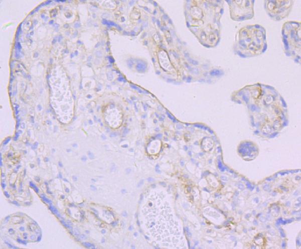 Immunohistochemical analysis of paraffin-embedded human placenta tissue using anti-Thrombomodulin antibody