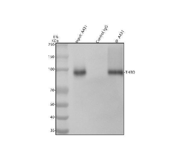 a01325 3 thbd primary antibodies ip testing 6