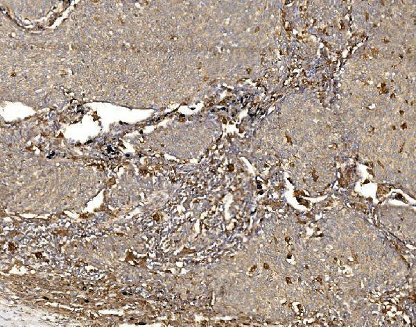 a01326 1 wfs1 primary antibodies ihc testing 2
