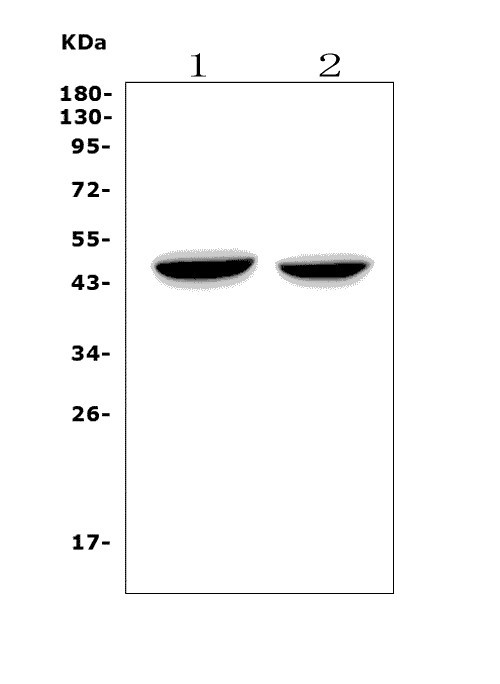 a01327 1 ndrg1 primary antibodies wb testing 1