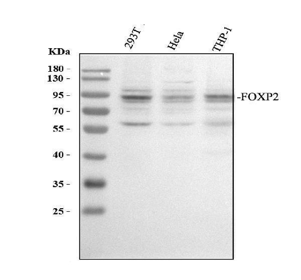 a01329 1 foxp2 primary antibodies wb testing 1