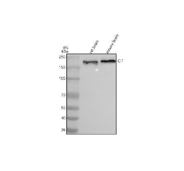  Western blot analysis of CIT using anti-CIT antibody (A01331-2)