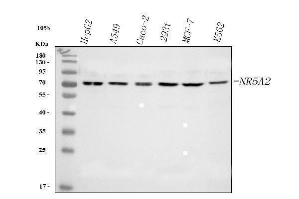  Western blot analysis of NR5A2 using anti-NR5A2 antibody (A01332-1)