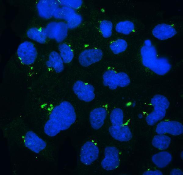 a01333 1 golph3 primary antibodies if testing 5