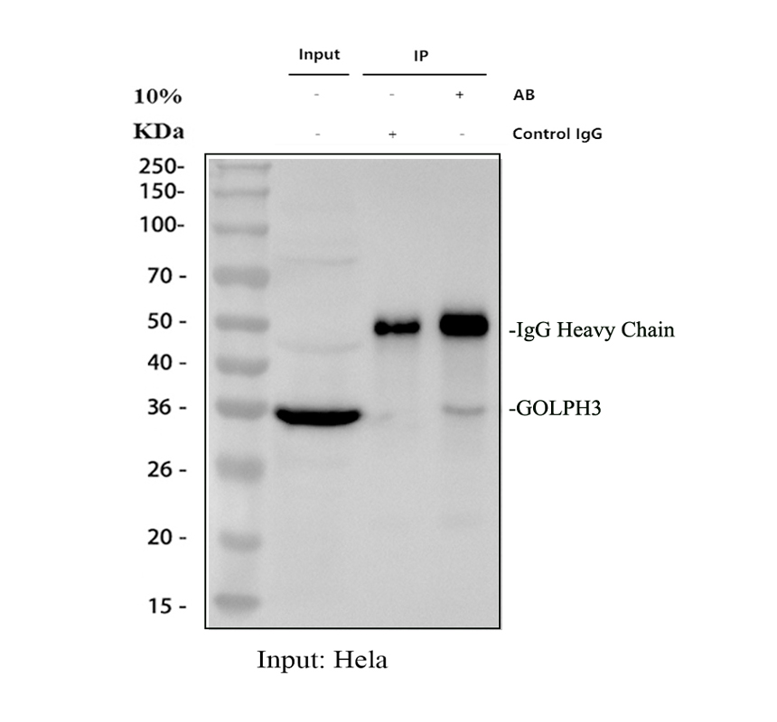 Immunoprecipitating GOLPH3 in Hela whole cell lysate