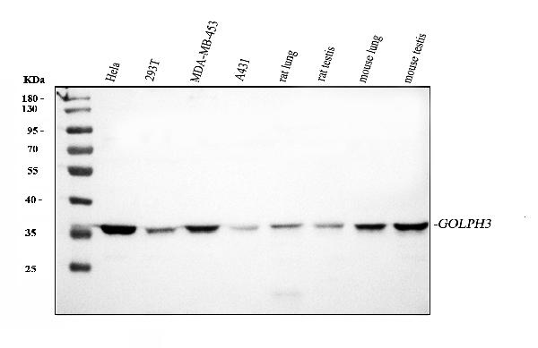 Western blot analysis of GOLPH3 using anti-GOLPH3 antibody (A01333-1).