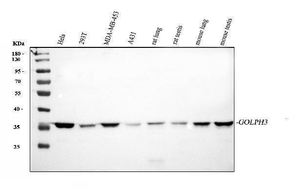  Western blot analysis of GOLPH3 using anti-GOLPH3 antibody (A01333-1)
