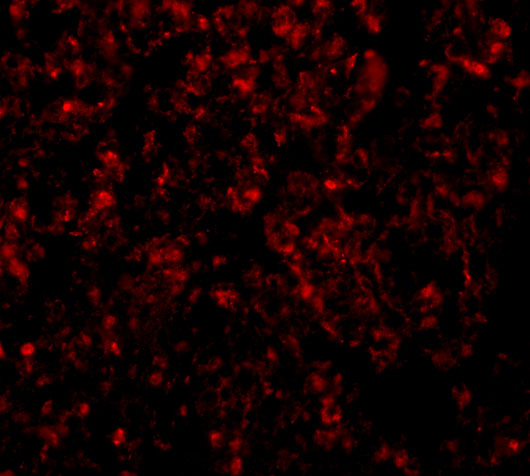 Immunofluorescence of GOLPH3 in Rat Lung cells with GOLPH3 antibody at 20 μg/mL