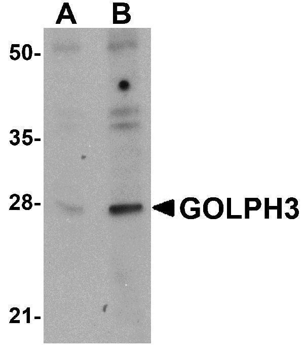 Western blot analysis of GOLPH3 in rat lung tissue lysate with GOLPH3 antibody at (A) 0
