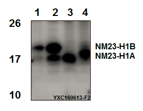Western blot (WB) analysis of NM23-H1 (Y52) polyclonal antibody at 1:500 dillution
Lane1:U-87MG whole cell lysate (40μg)
Lane2:HepG2 whole cell lysate (40μg)
Lane3:BV2 whole cell lysate (40μg)
Lane4:C6 whole cell lysate (40μg)