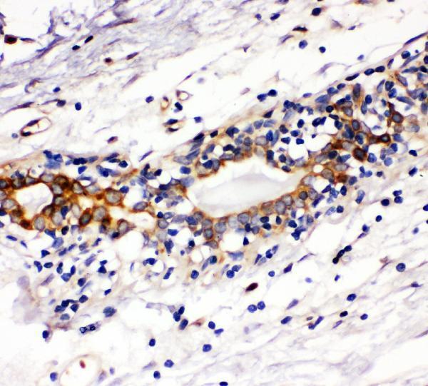  IHC analysis of Kit using anti-Kit antibody (A01335-1)