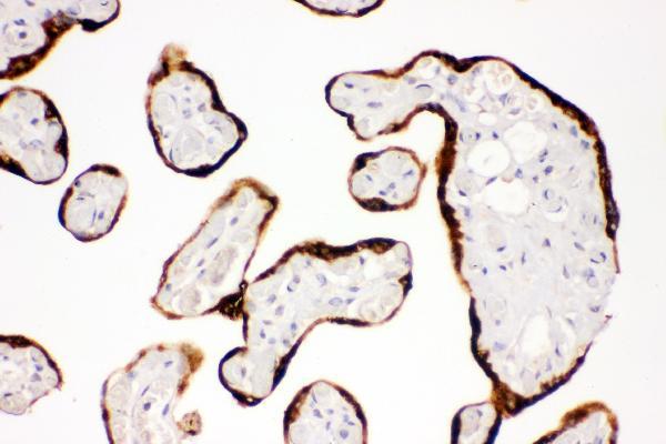  IHC analysis of Kit using anti-Kit antibody (A01335-1)