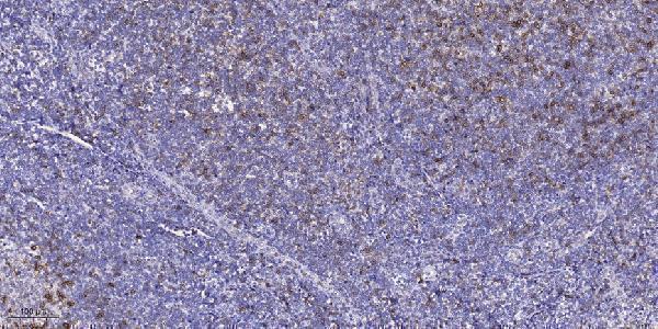 Immunohistochemical analysis of paraffin-embedded human tonsil
