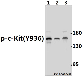 a01335y936 kit primary antiboties wb testing 1