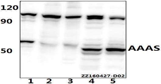 a01336 1 aaas primary antiboties wb testing 1