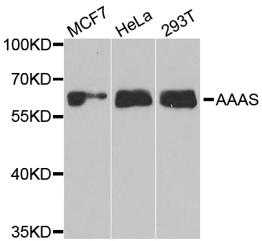 a01336 2 aaas primary antiboties wb testing 1