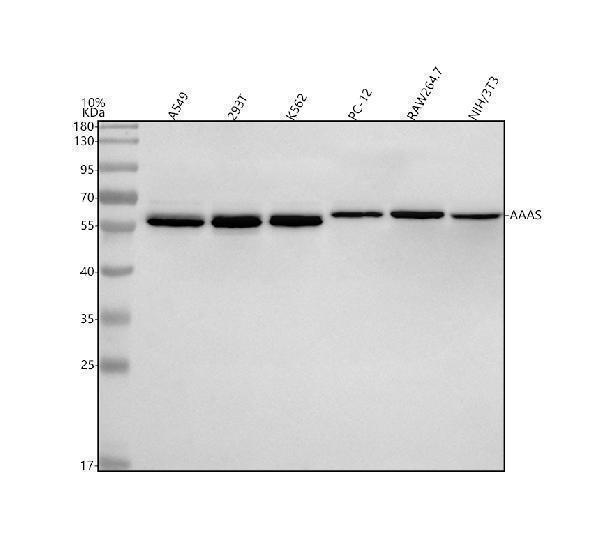 a01336 3 aaas primary antibodies wb testing 1