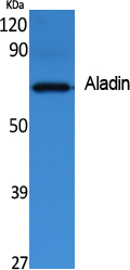 a01336 aaas primary antibodies wb testing 1