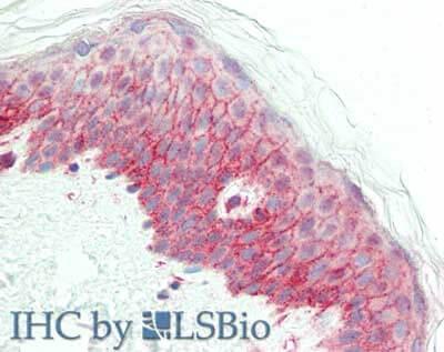 a01337 ncoa3 primary antibodies ihc testing 1_1