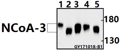a01337s587 ncoa3 primary antiboties wb testing 1