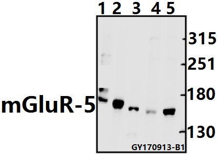 a01338 2 grm5 primary antiboties wb testing 1