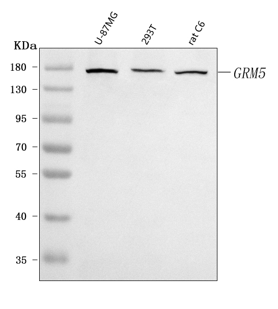a01338 3 grm5 primary antibodies wb testing 1